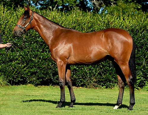 TARZINO x FIRST BLOOM COLT.
